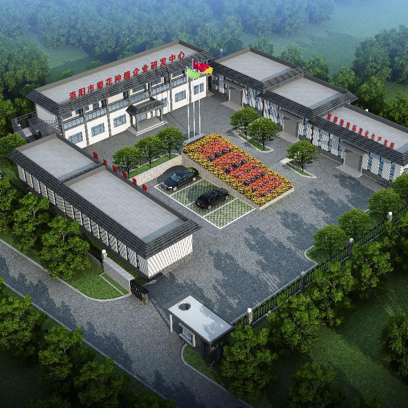 嵩都驰浩菊花基地