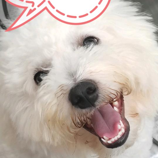 我姓陈,包耳陈