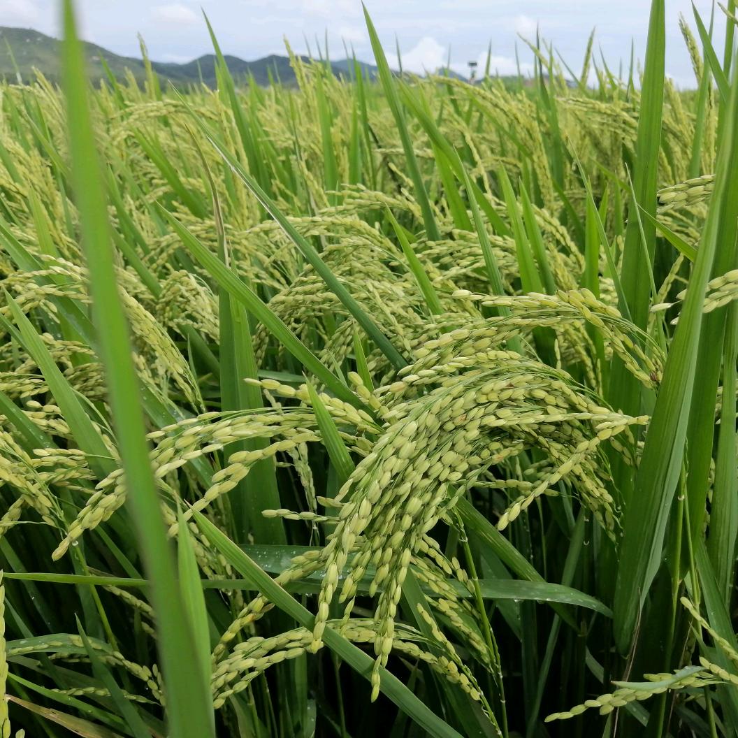 阳光下的葵花