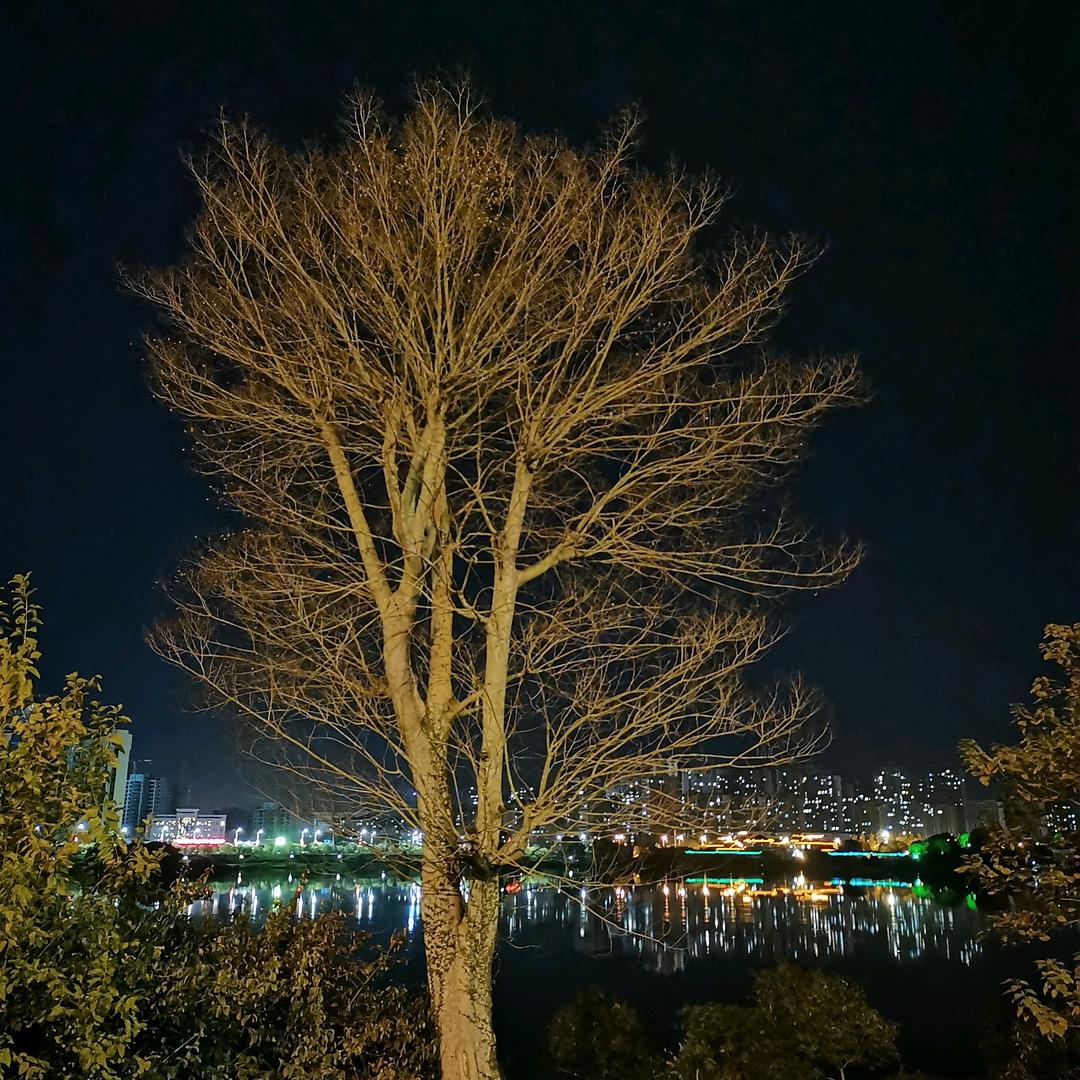 湖景天