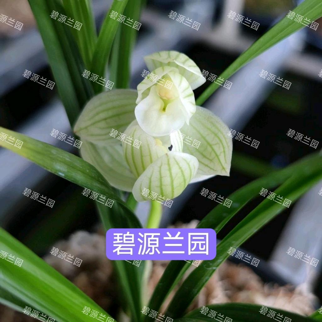 碧源兰花（大理洱源）