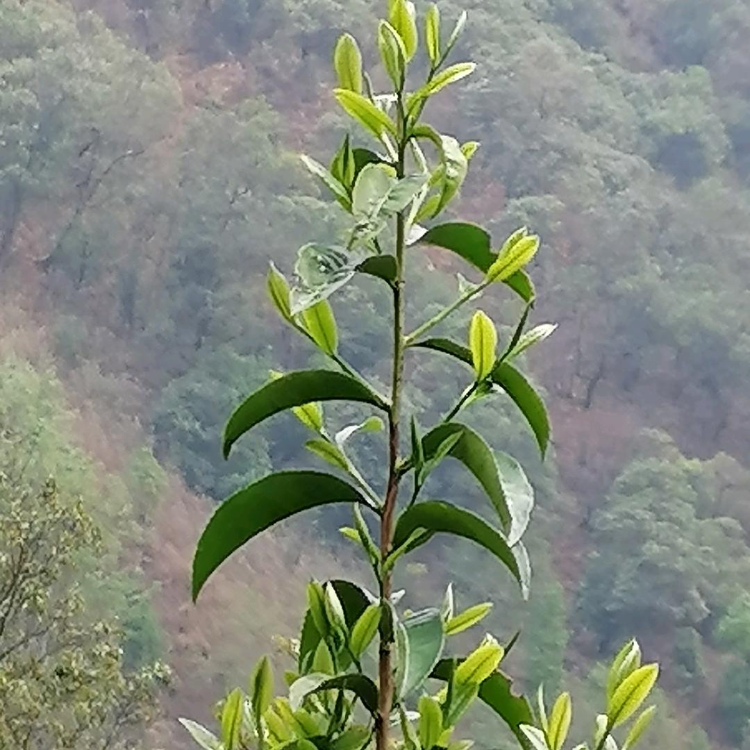 哀牢山