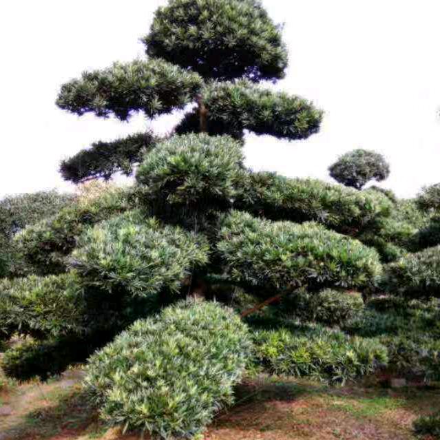 浏阳柏加山小胖，单身，真心寻找有缘人🎹