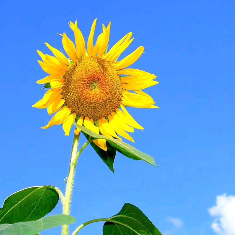 悠然菊