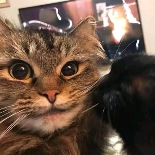 耶子蘇