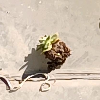 我的多肉被风刮掉了