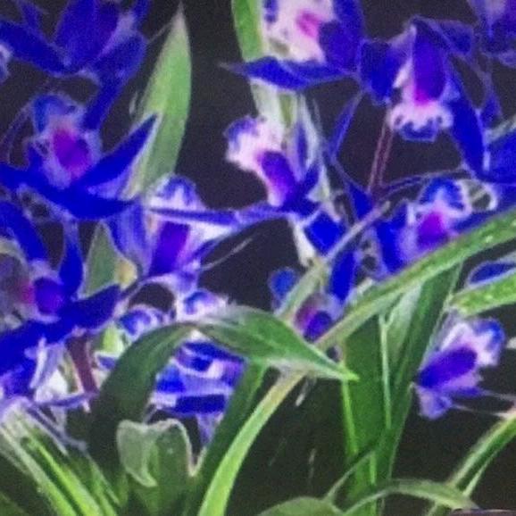 双子:心若芷兰