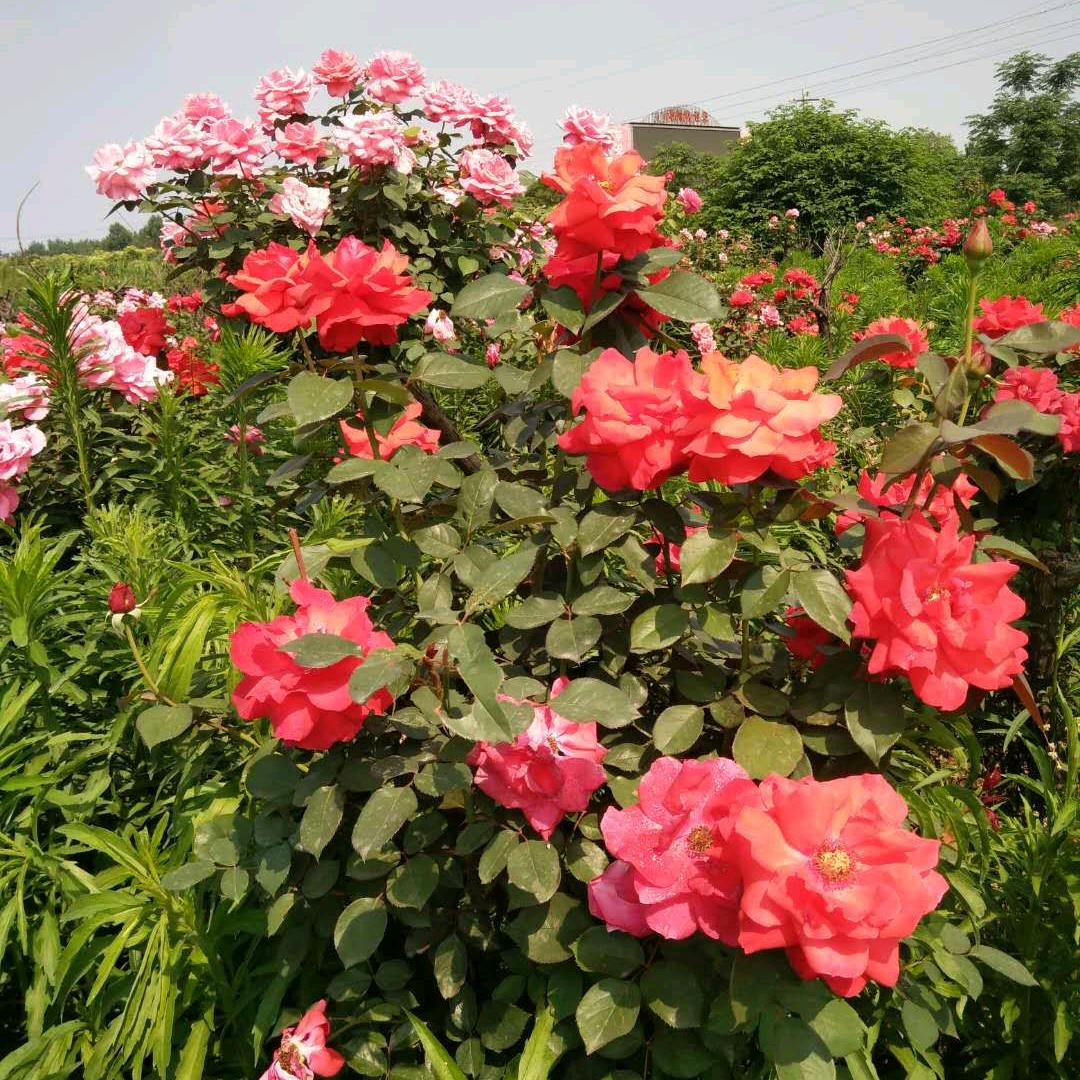 @ @有你才幸福@@