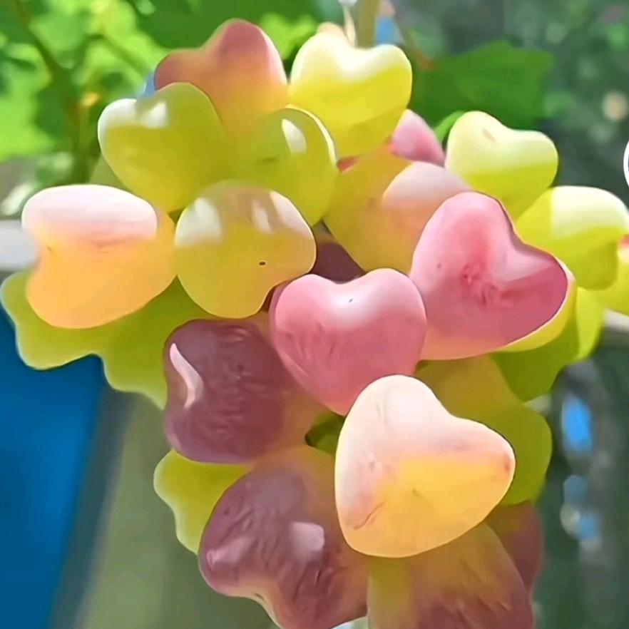 渊源农业