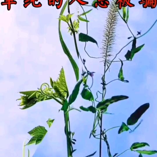 信本善♥