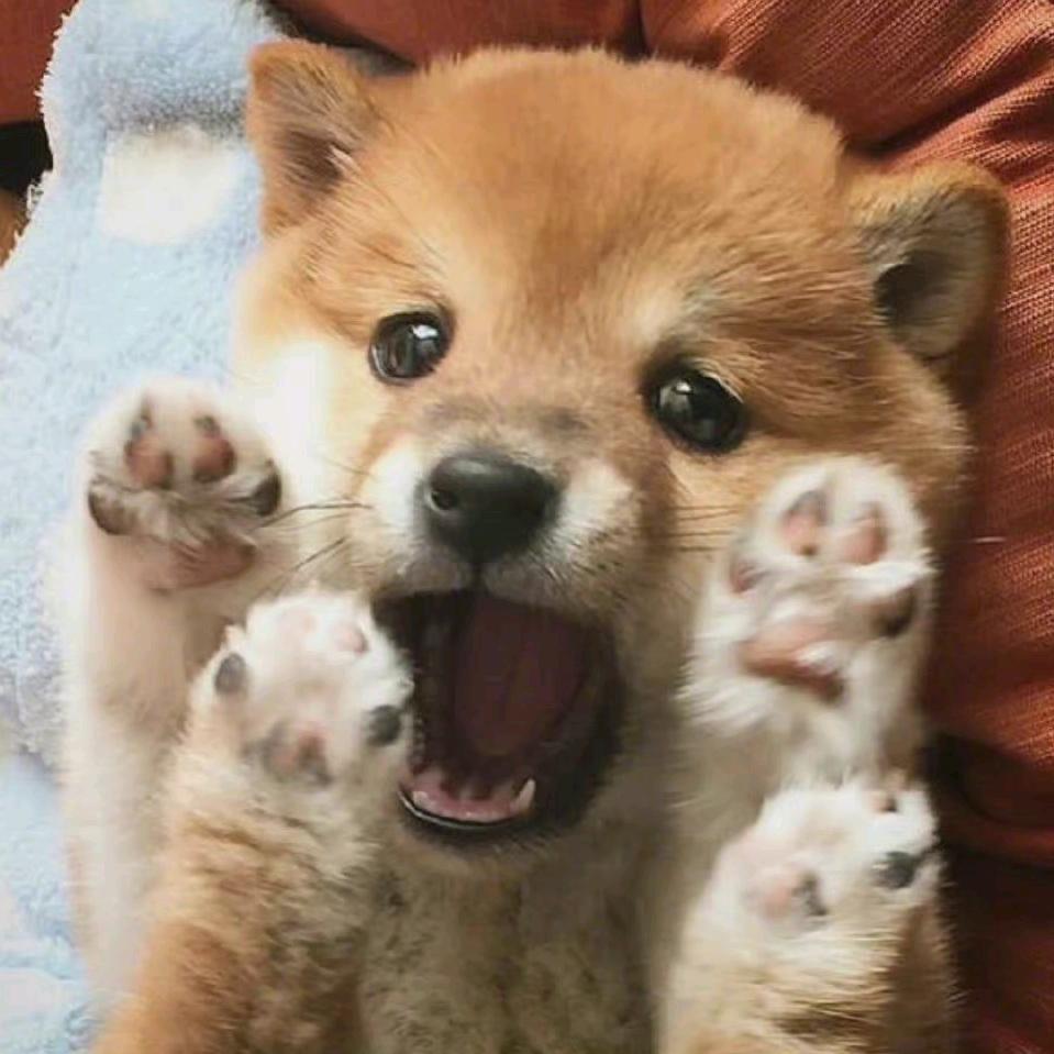 路飞的自装日记