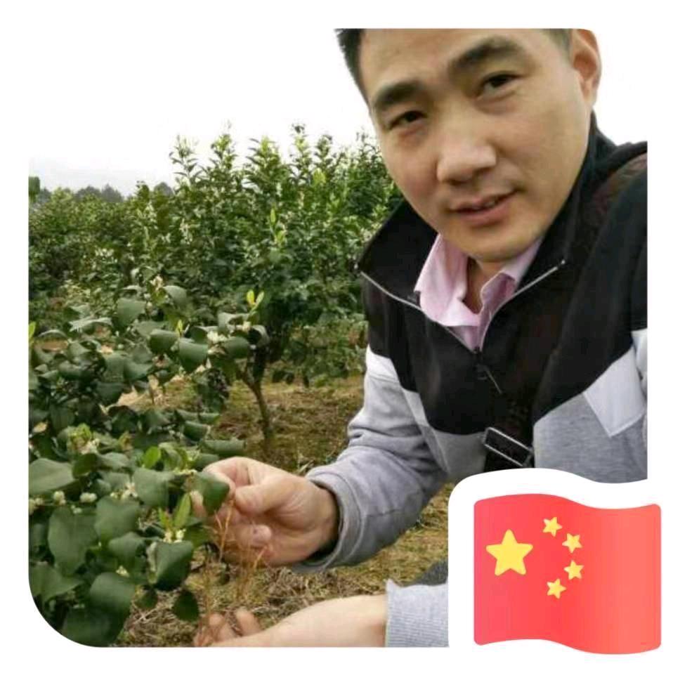 刘清华