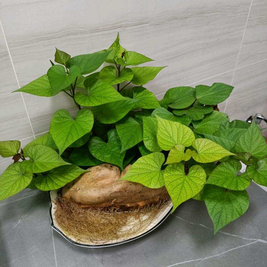 晶鑫旺