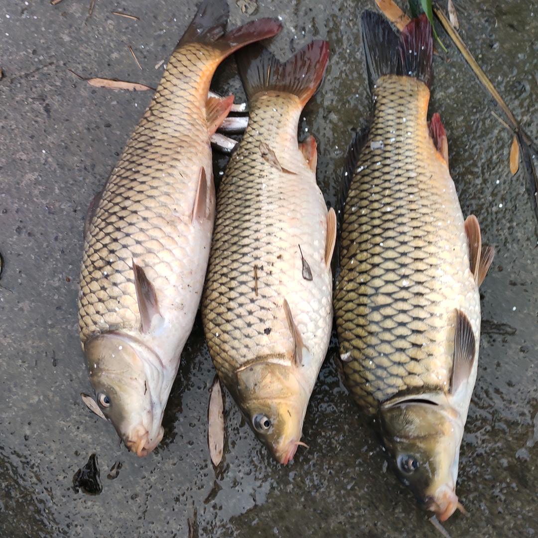 重庆小面+巴渝人家（川菜馆）