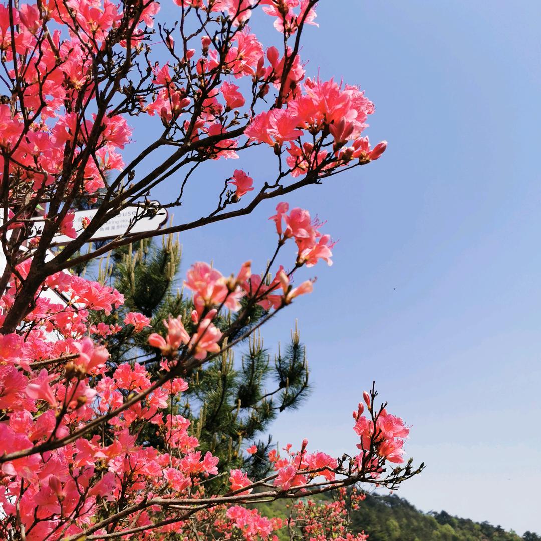 淡然武汉新房二手房