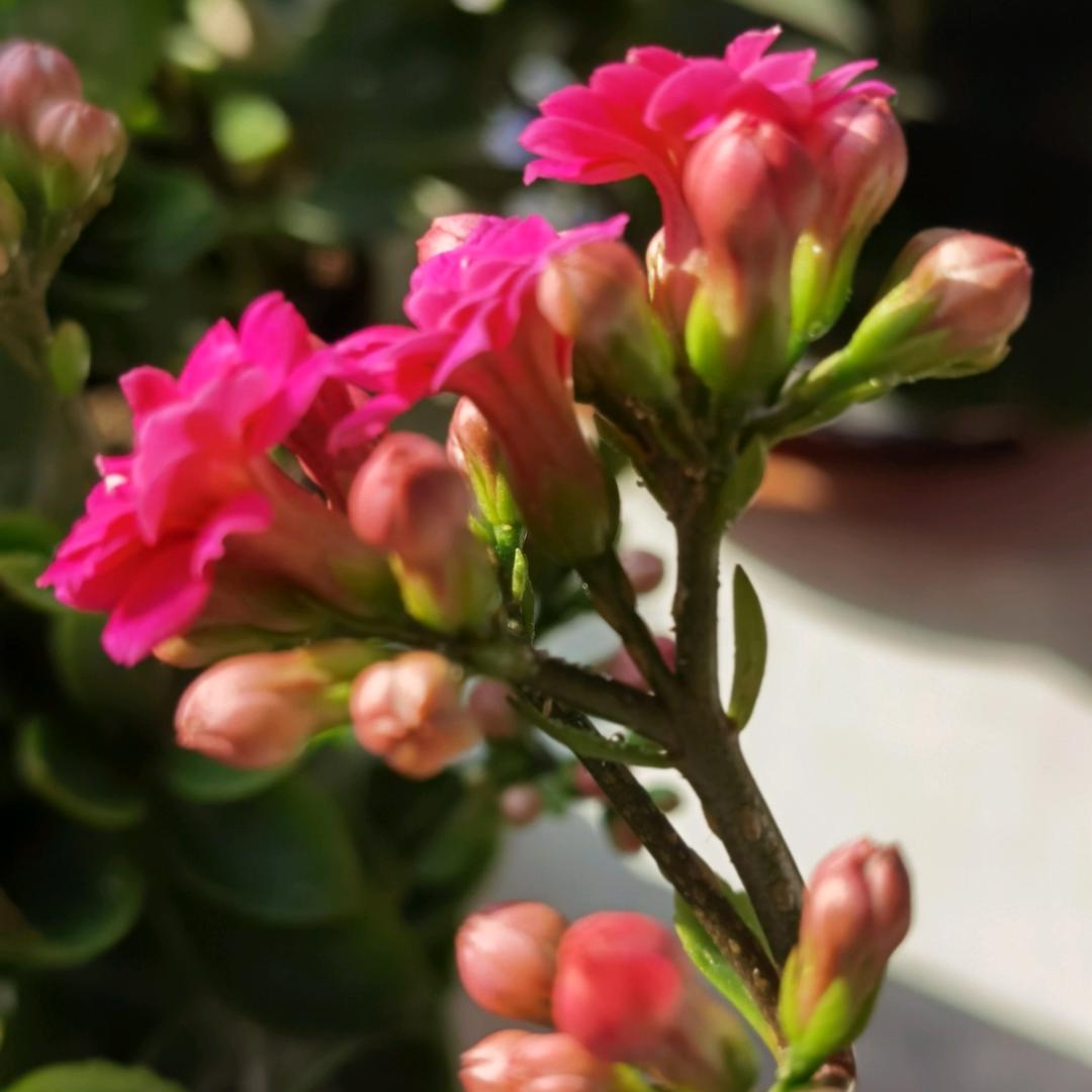 春芽