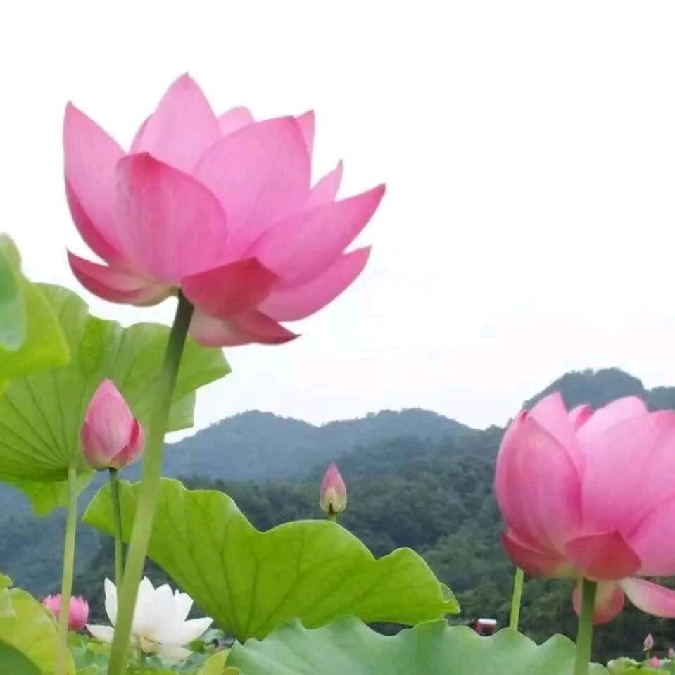 袁姐