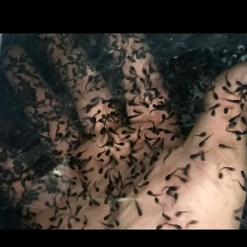 辉泉牛蛙自育苗养殖场（小四脚流通）