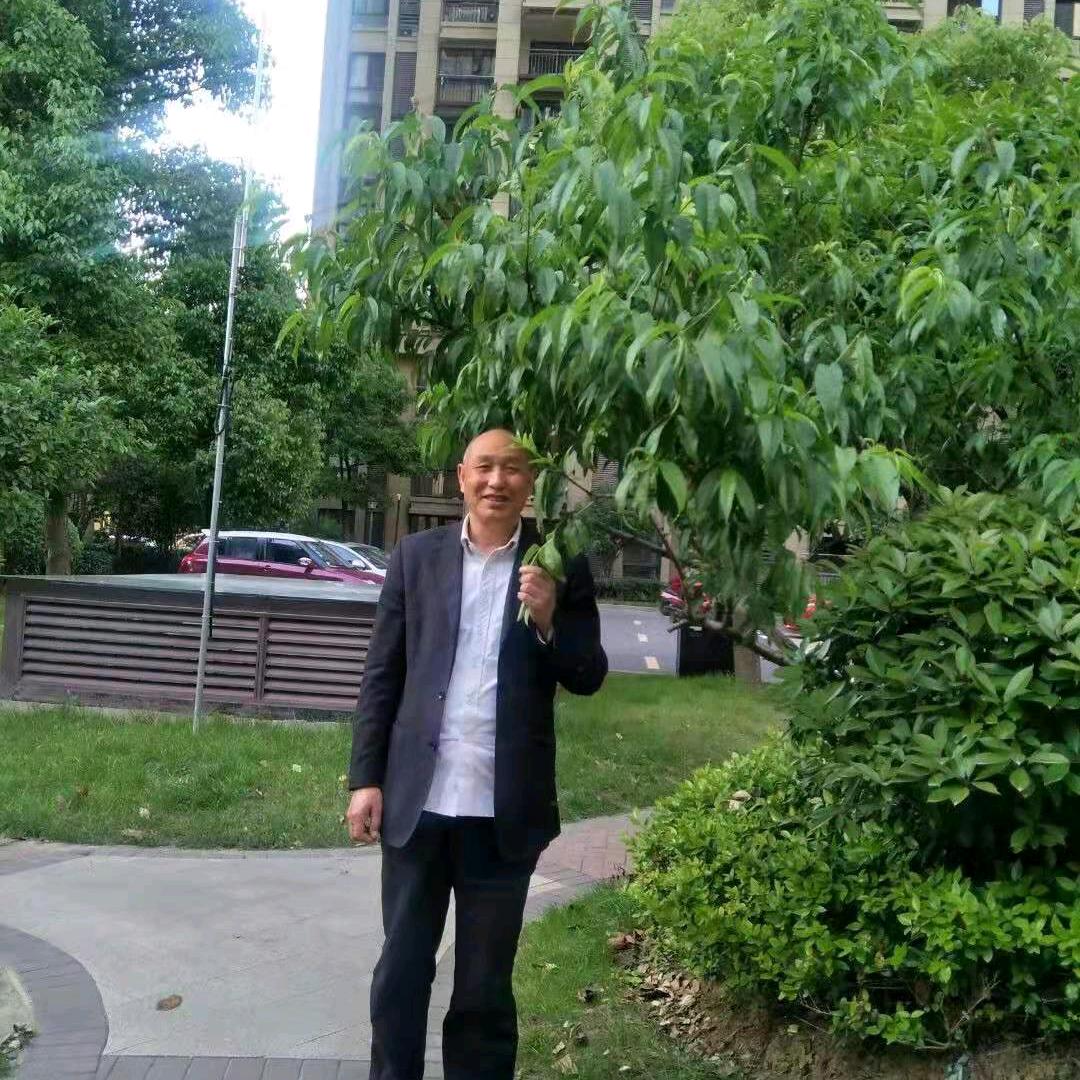 迎客松