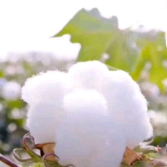 34团金正大棉花托管技术服务中心