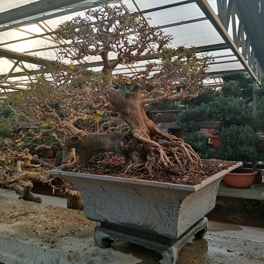东方龙
