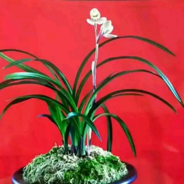 风城草农（玉新）