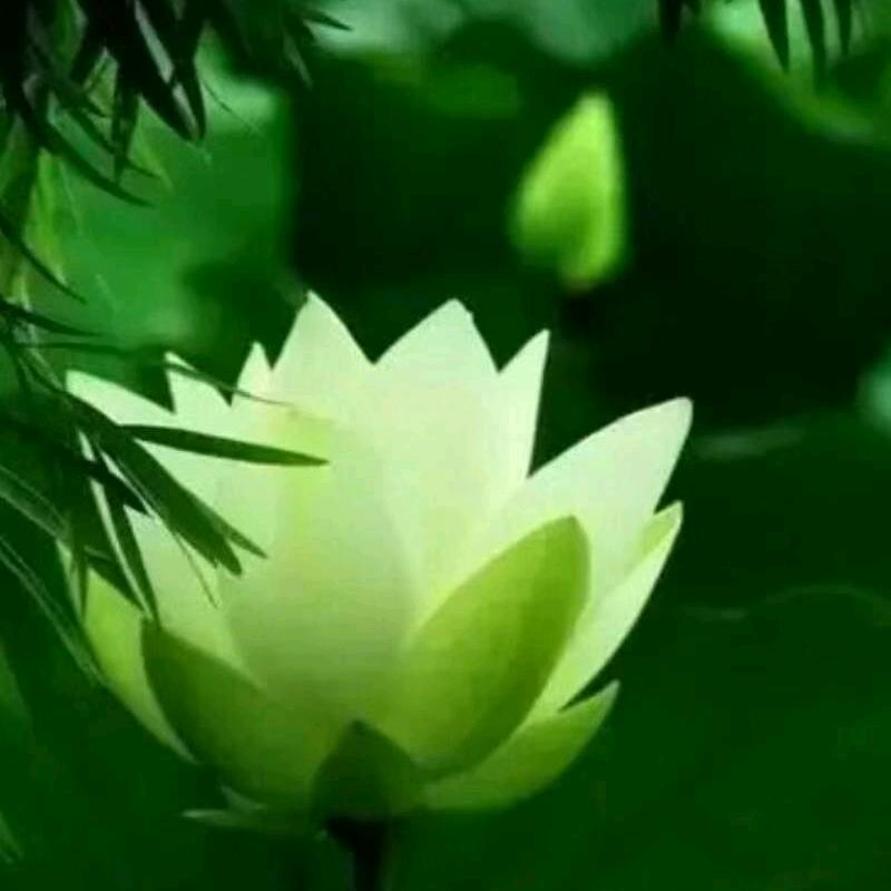 心若清莲