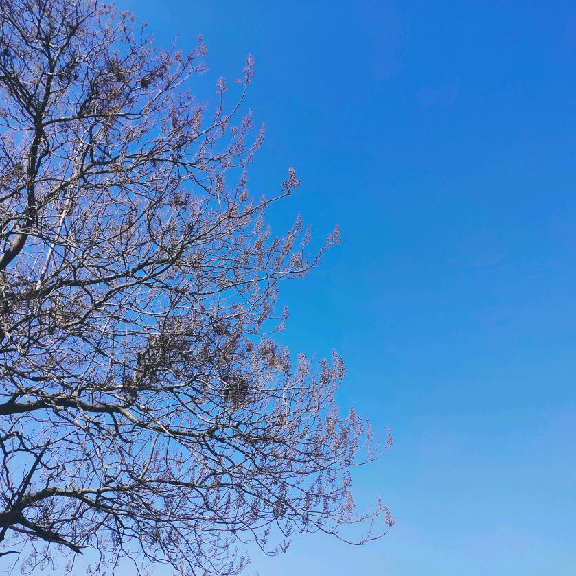 珩乔夏
