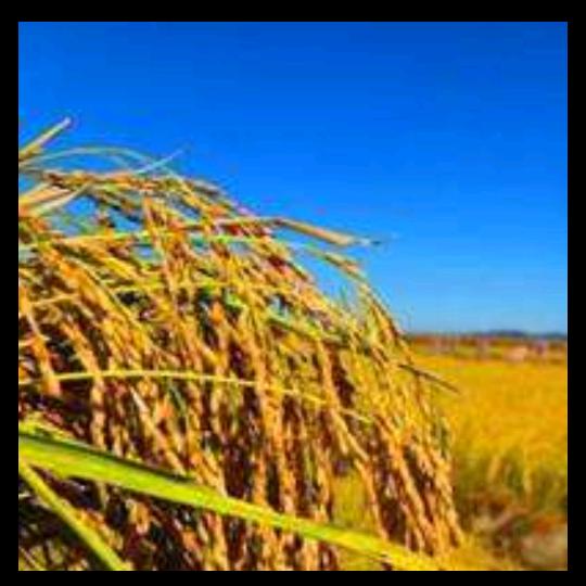 🇨🇳🌴超🌴🇨🇳