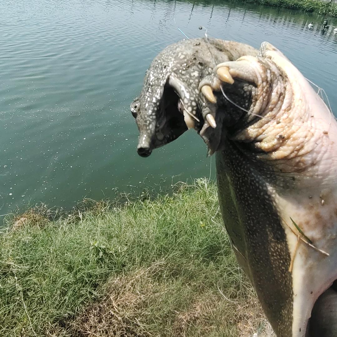 老鲁虾塘甲鱼