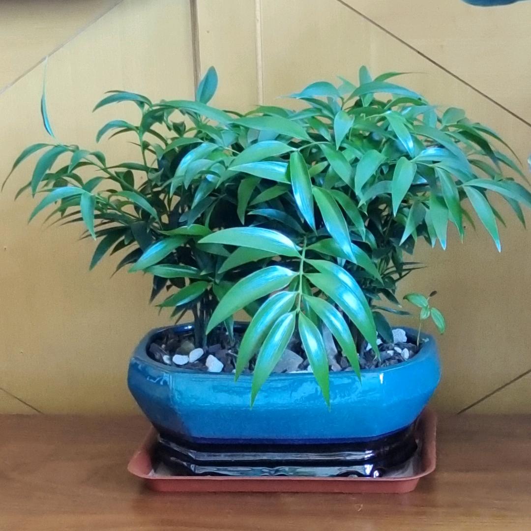 四叶草