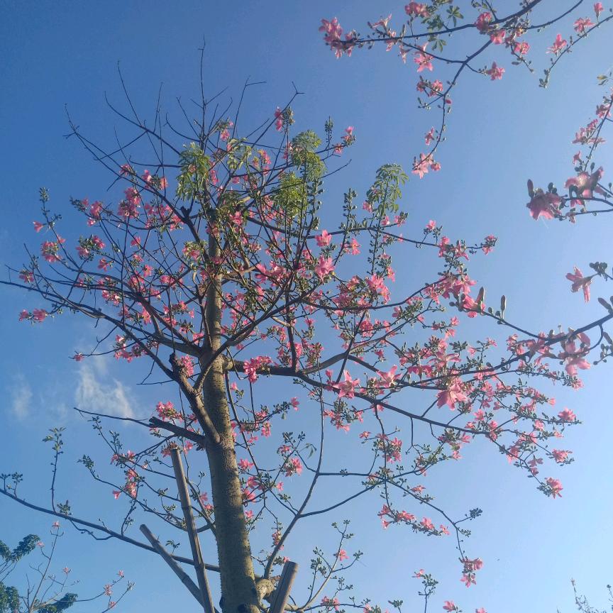 芳草如莹