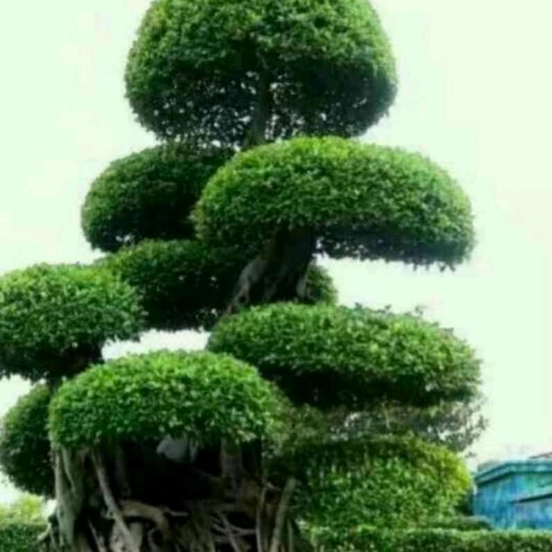 梦醒时分