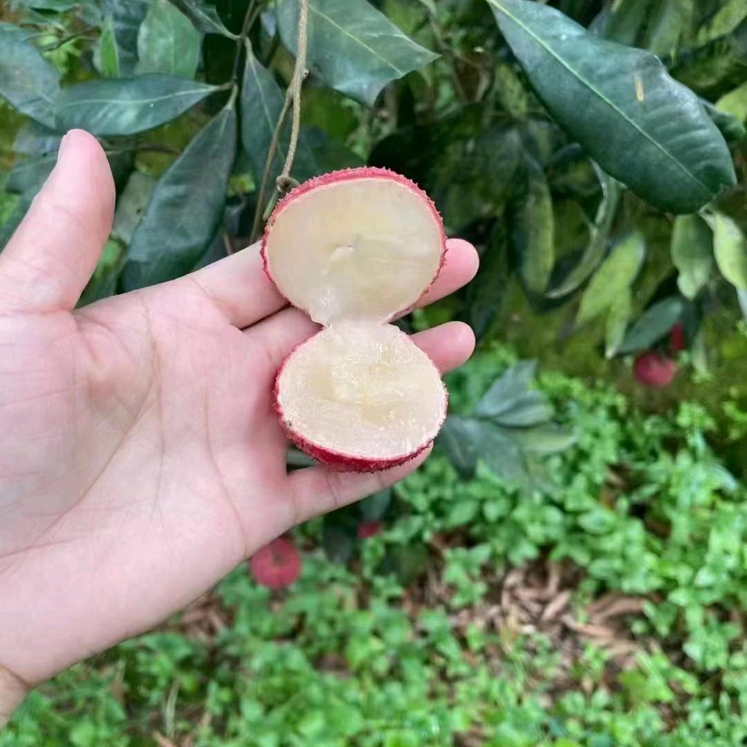嘉隆苗木（兰姐）