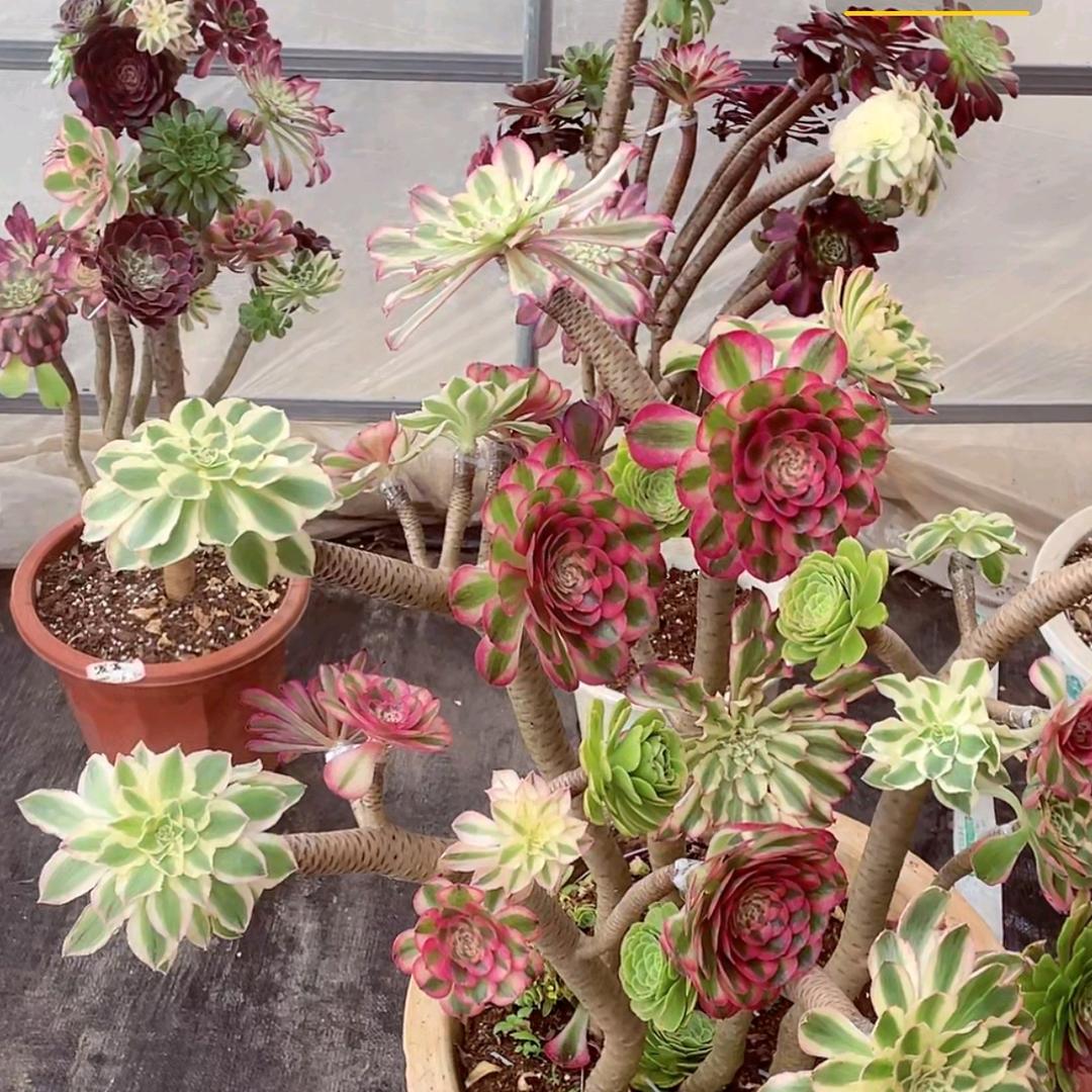 人间无爱%又无情