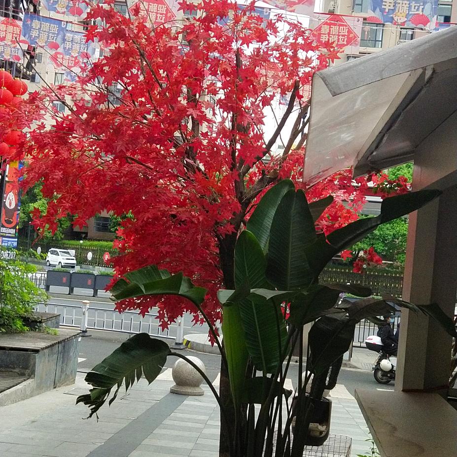 梅梅