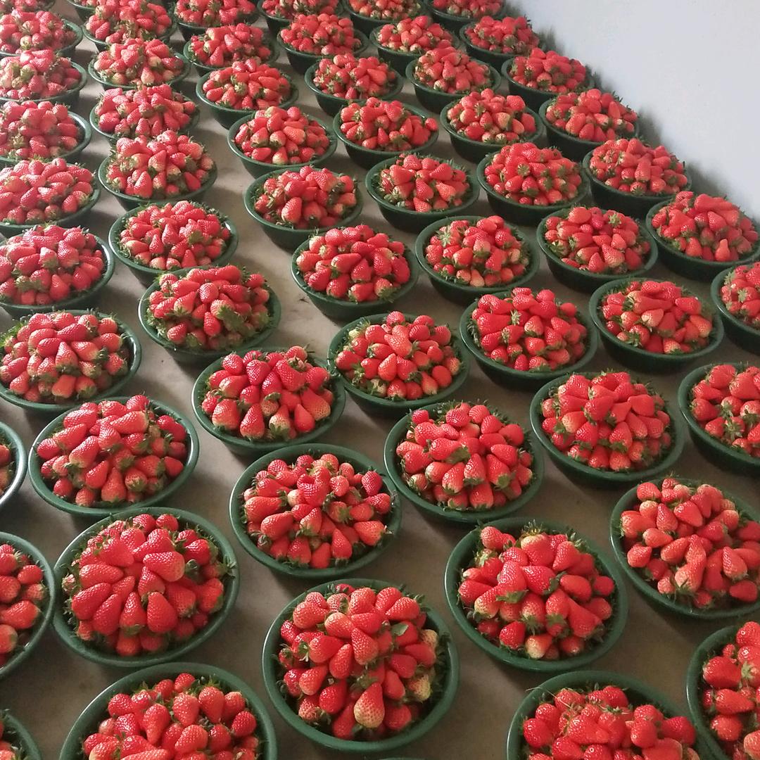 种草莓的厨子