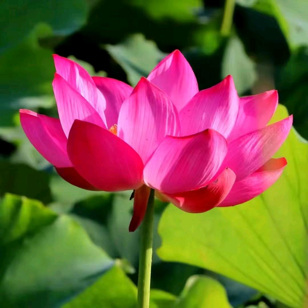 和为贵平为福，请勿连赞