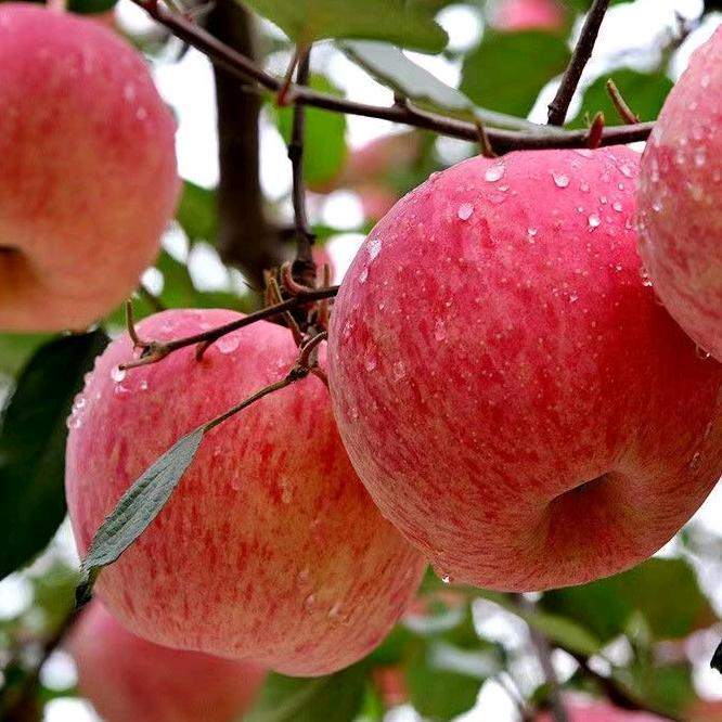 鱼儿鲜鲜-生鲜精品