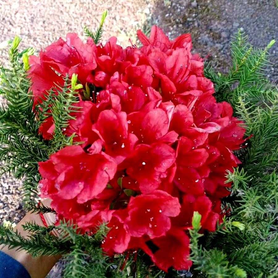 小卢🌹🌷🍀
