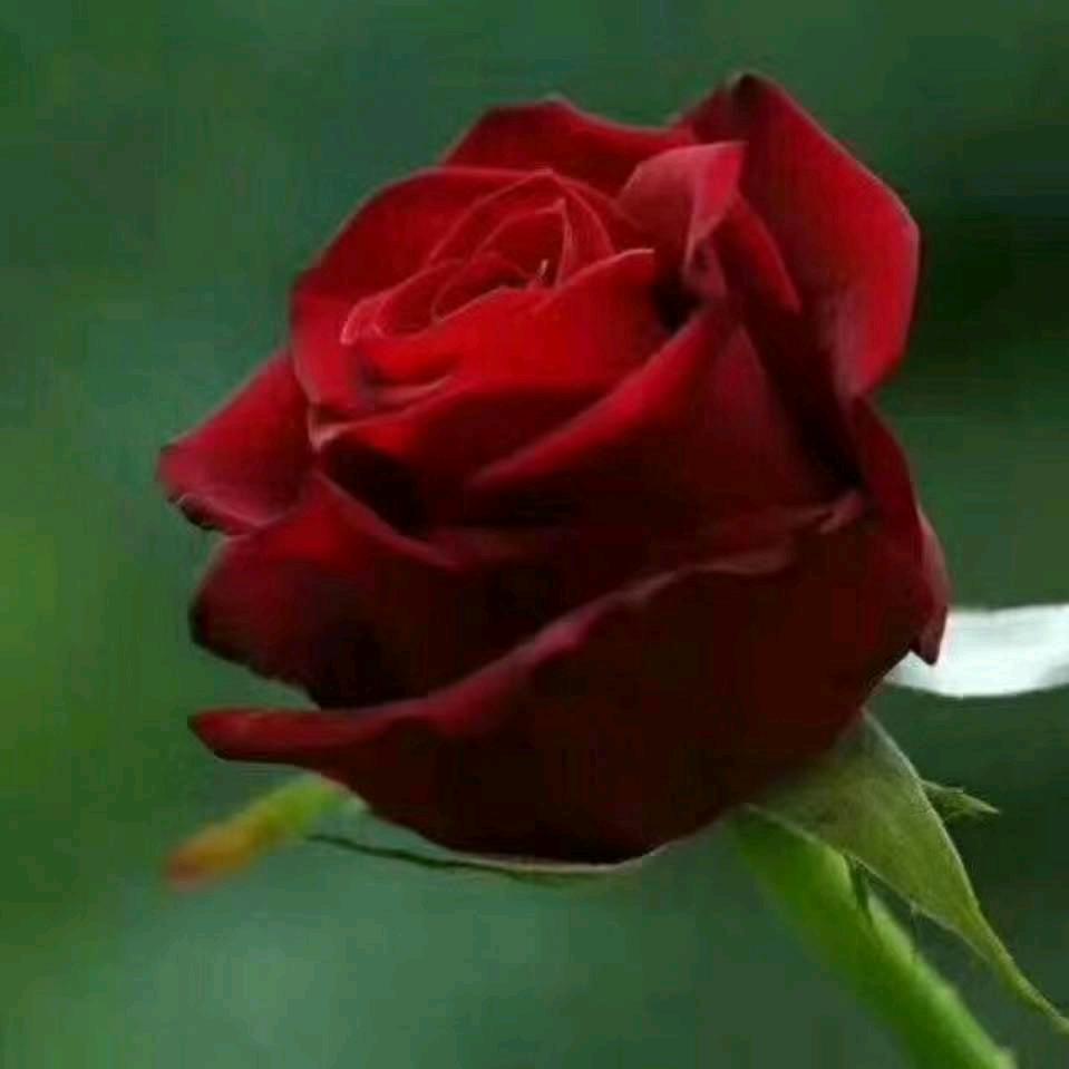 M. L. D 服装设计