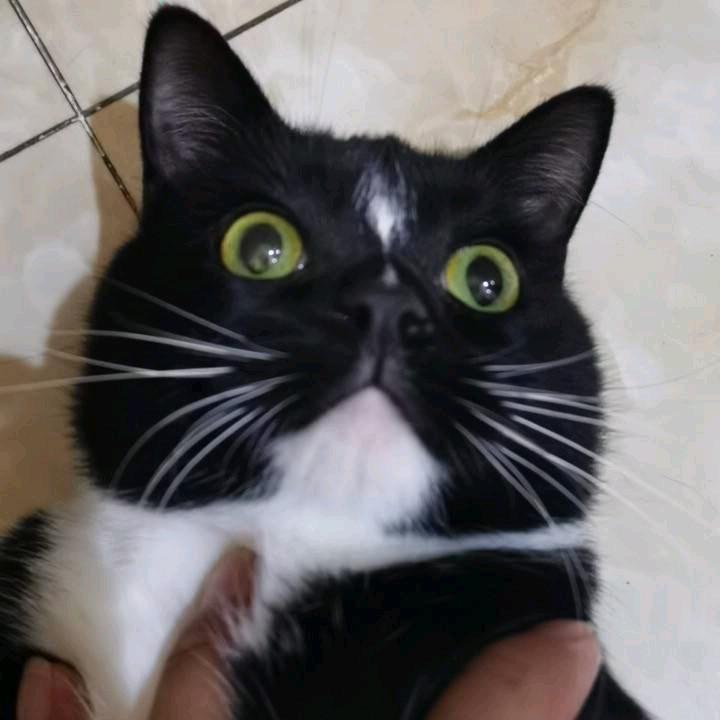 皮蛋瘦肉洲