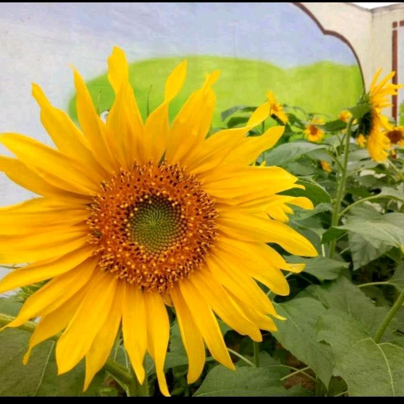 🌸感恩遇见💕