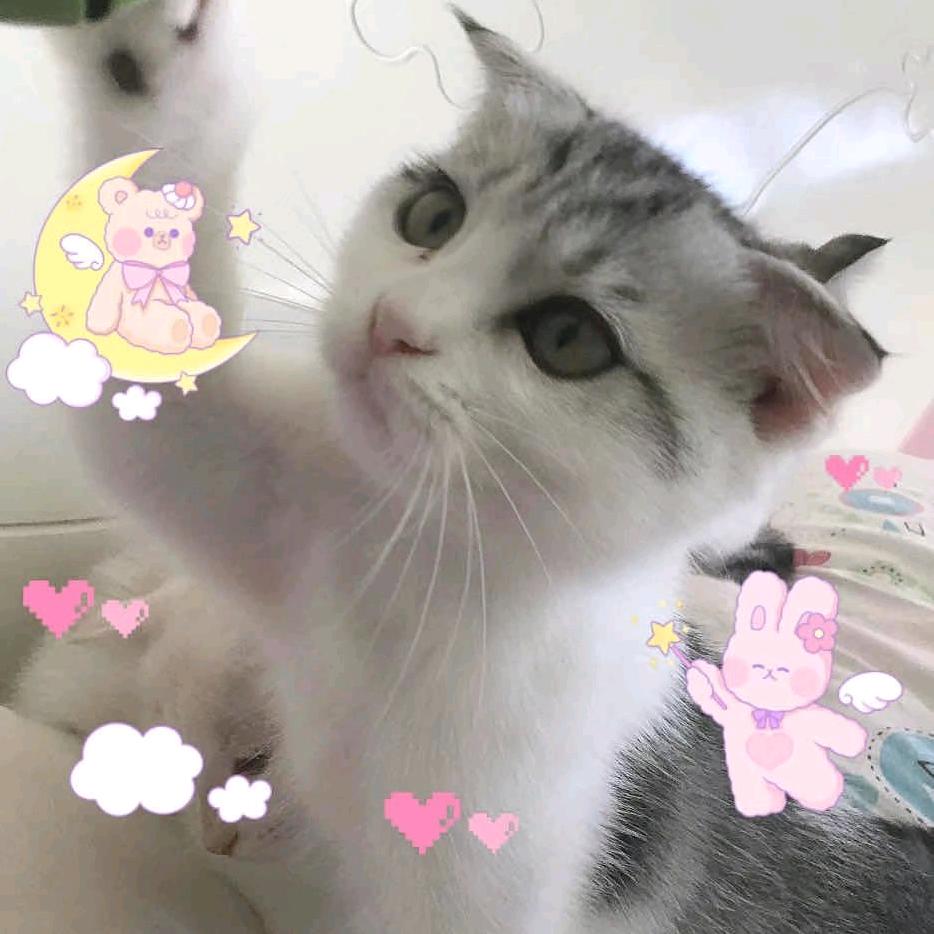 小灰灰，