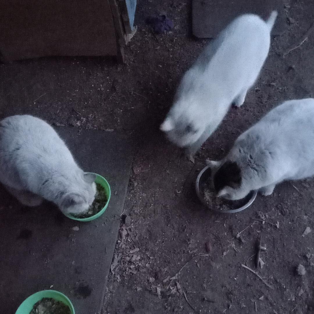 三只猫