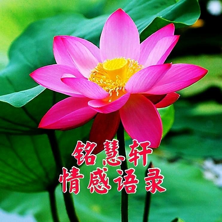 铭慧轩情感语录