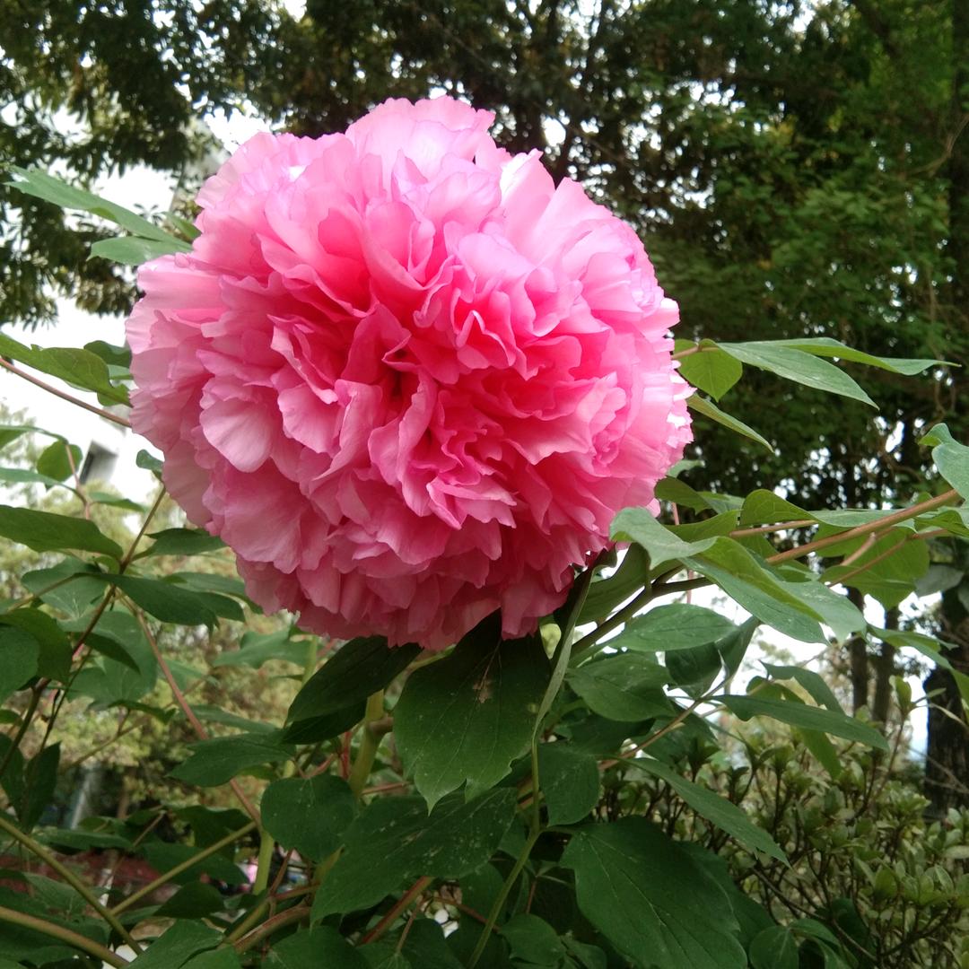 樱花🌸飘