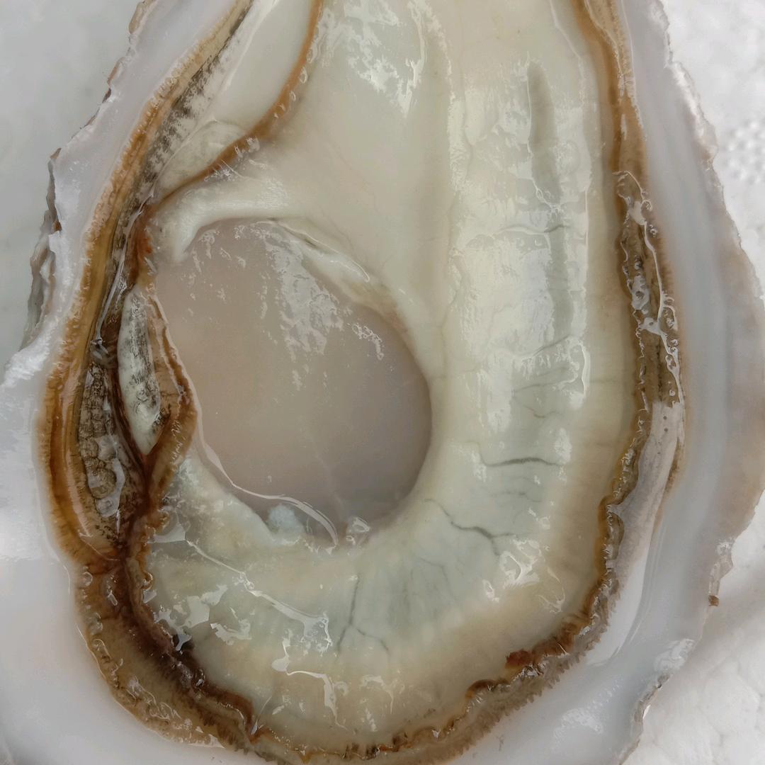 蚝品味生蚝批发零售