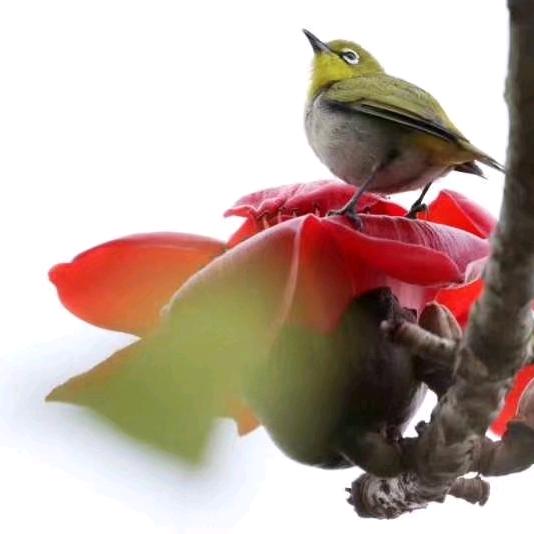 木棉花