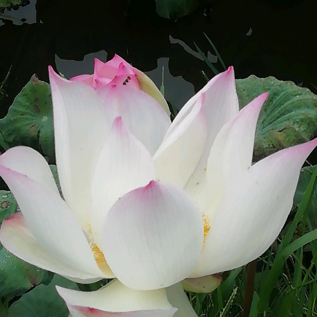 蓝玫瑰